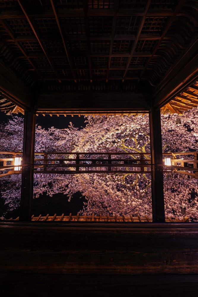 [相片1]滋贺县的Mii-dera寺舞台上的樱花被点亮了。请你去看😊一次这个场景🗓️2024年4月。📷佳能 R10🏞️京都