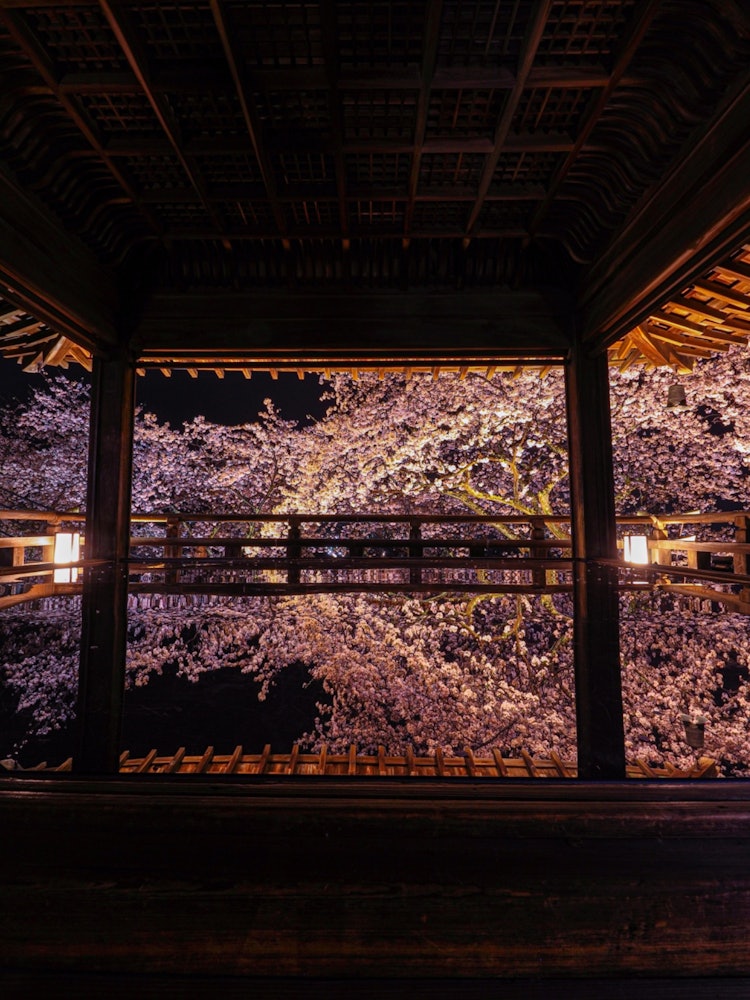 [相片1]滋賀縣的Mii-dera寺舞臺上的櫻花被點亮了。請你去看😊一次這個場景🗓️2024年4月。📷 佳能 R10🏞️ 京都