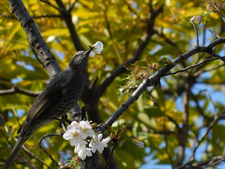 [相片1]发现一只鸟在吃樱花好吃吗？