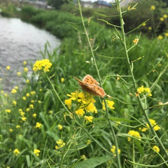 [画像1]蝶が菜の花の蜜を吸っていました。すごく近くで撮れました。