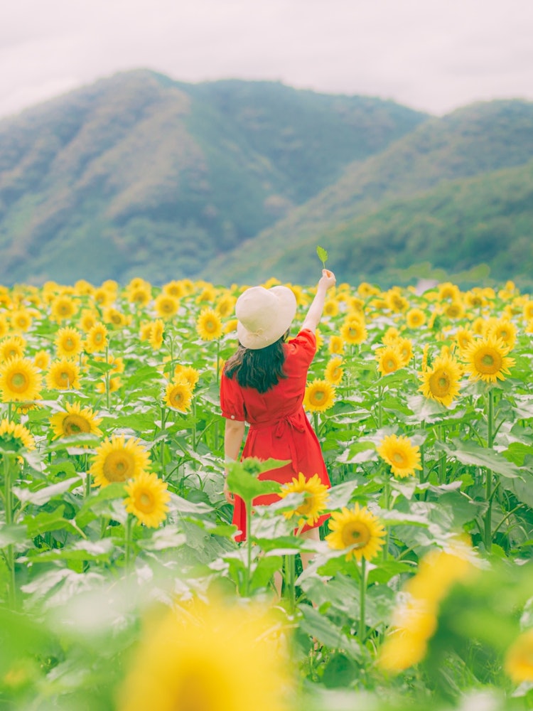 [Image1]Sunflower PromiseIn Sayo Town, Hyogo Prefecture