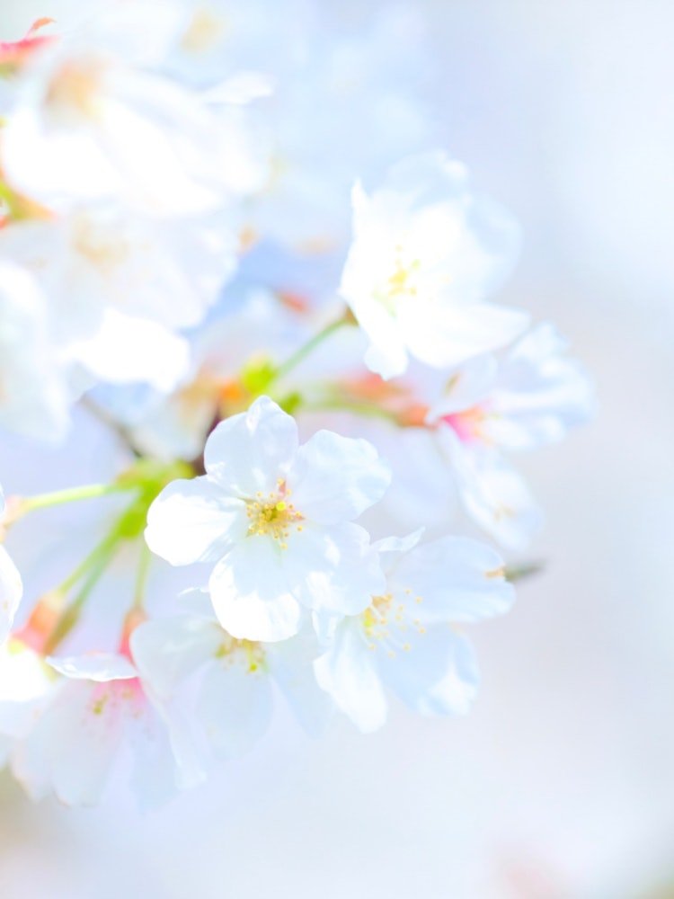 [相片1]樱花的种类很多，但我真的很喜欢🌸白色的樱花这种樱花是沿路的染井吉野樱，似乎真的无处不在。当我喜欢它并给它拍照时，这张照片让我觉得它只能和这棵树一起拍摄。埼玉县伊那町“染井吉野樱”