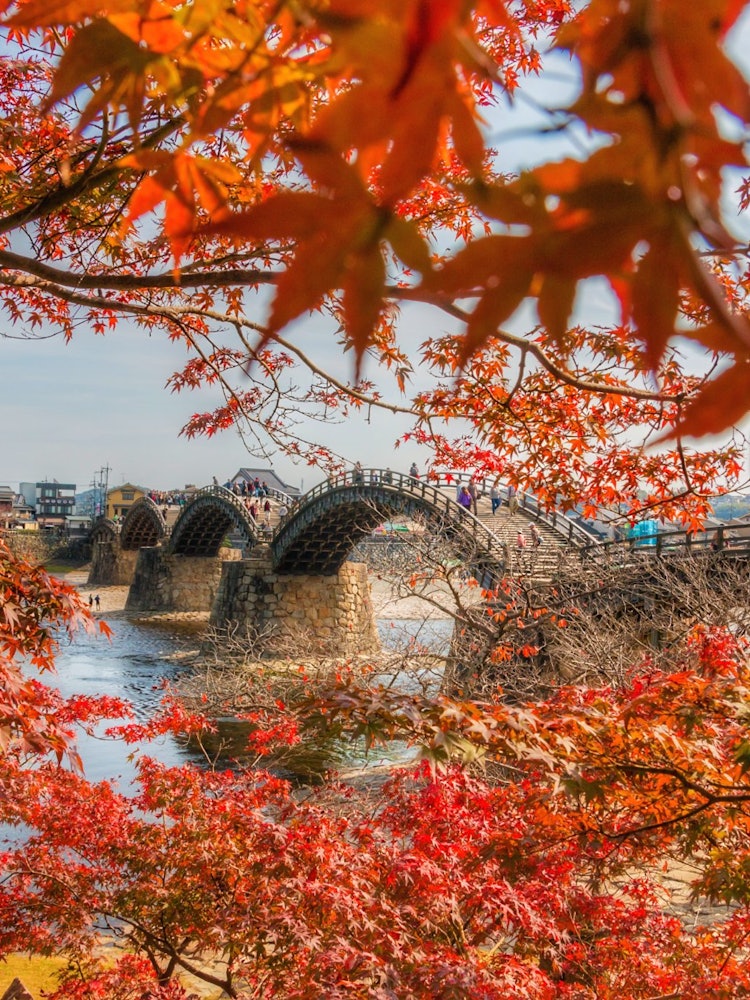 [画像1]山口県岩国市にある錦帯橋と紅葉です。 春には桜とのコラボレーションも見応えがあります。