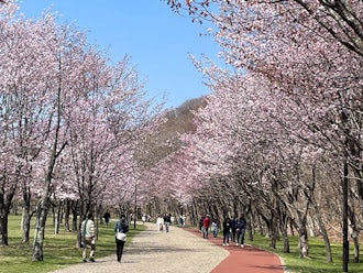 [이미지2]미도리가오카 공원의 벚꽃이 만개!5월 5일(일)에는 도마코마이에 봄 도래를 느낄 수 있는 축제 '미도리가오카 공원 축제'가 개최됩니다 ✨　날짜: 2024년 5월 5일(일) 우천시 