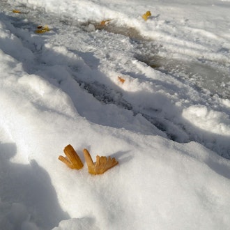 [相片1]札幌下雪了。已经是冬天了。银杏叶被稍微埋在雪里。