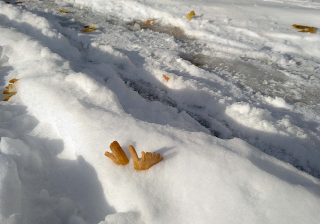 [画像1]札幌に雪が降りました。もう冬ですね。イチョウが雪にほんのり埋もれていました。