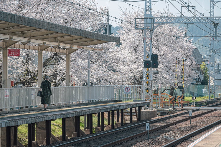 [相片1]這是阪急西武湖站月台的風景，櫻花盛開。當有人從旅行者的角度看到正常的通勤上班時，它被記錄為一個特殊的時刻。