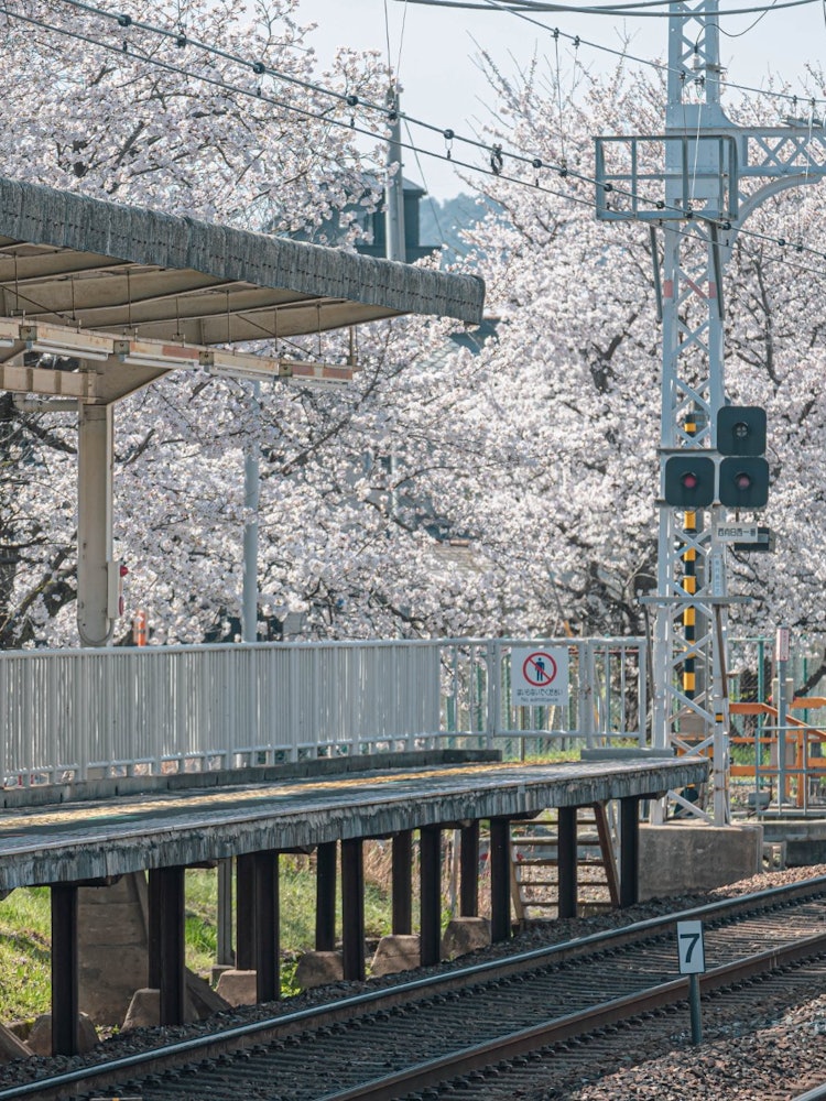[Image1]This is the scenery of Hankyu Nishimuko Station platform with cherry blossoms in full bloom.When som