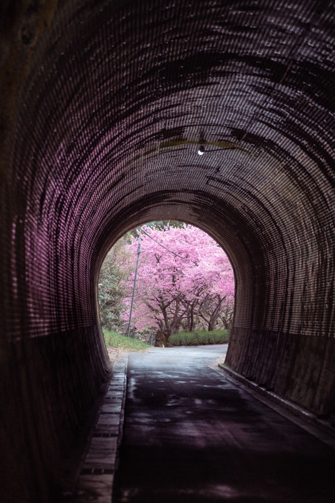 [이미지1]📍 아이치 / 가와즈조 산책로신시로시 외곽에 있는 터널.터널을 통해 바라 보면 벚꽃을 볼 수있는 위치가 있습니다.벚꽃의 분홍색이 터널에 비치고 아름답습니다.