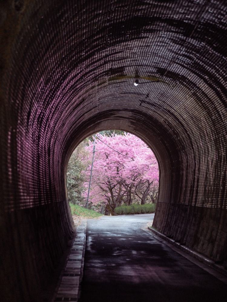 [画像1]📍愛知県/河津の並木道新城市の外れの方にあるトンネル。トンネルからのぞくと桜の木が見えるポジションがあります。トンネル内にも桜のピンク色が反射して綺麗なんです。