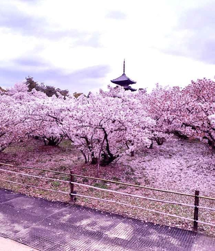 [Image1]Kyoto Omuro Ninnaji TempleIt is a late blooming drooping cherry tree.