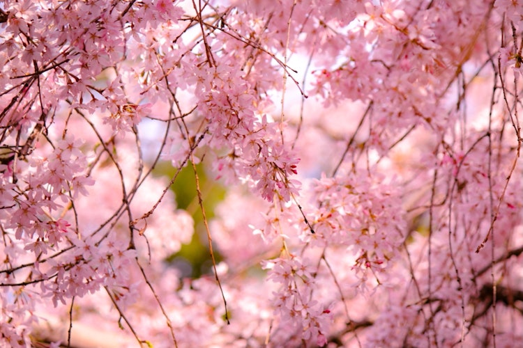 [相片1]京都的春天，當你看著鏡頭時，你可以看到一個你通常不會注意到的世界