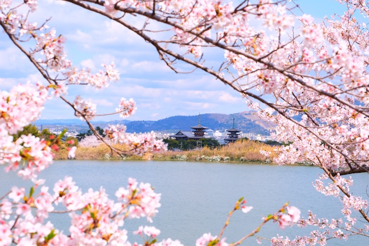 [相片1]在大池塘上可以看到奈良的藥師寺，是適合奈良古都的風景，在池塘邊盛開的櫻花季節參觀時，會有一些深深的感動。
