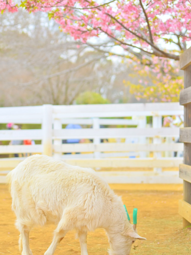 [相片1]千叶县船桥市安徒生公园动物抚摸广场上的一只山羊。河津樱花很漂亮。从来玩的孩子们那里休息一下。