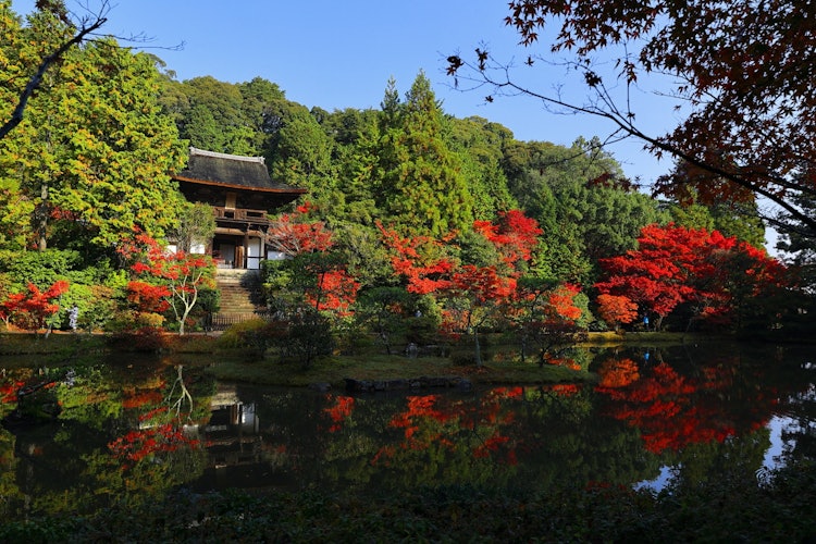 [相片1]奈良的一座著名寺廟，我想去一次很久了......圓頂寺😊在冠狀病毒大流行秋季首次參觀這是🍁對超乎想像的秋葉之美的再膨脹我想再次參觀的一流秋天風光 🍂