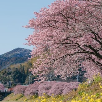 [Image1]【About the 26th Minami Cherry Blossom and Rape Blossom Festival】⁡The 26th Minami Cherry Blossom and 