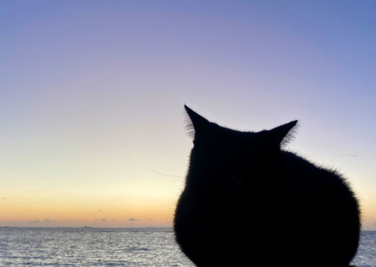 [相片1]在北谷海拍摄的照片。 我平时是个爱狗的人，但每次看到猫，我觉得猫的轮廓很好。