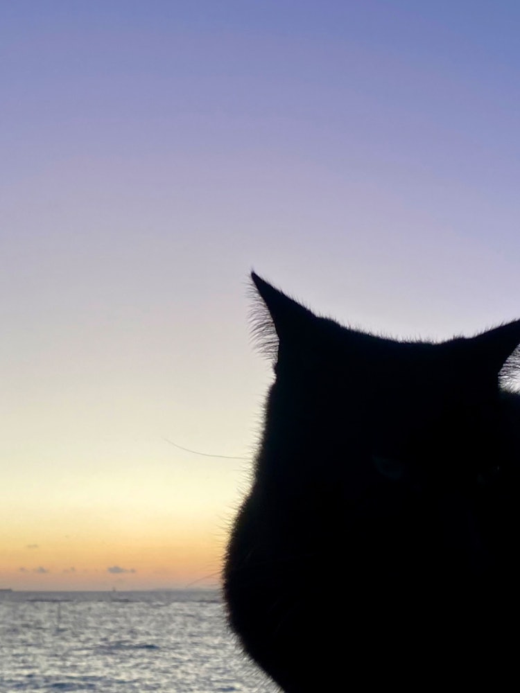 [이미지1]차탄 바다에서 찍은 사진. 평상시는 개를 좋아하는 사람입니다만, 고양이를 볼 때마다 고양이의 실루엣이 좋다고 생각합니다.