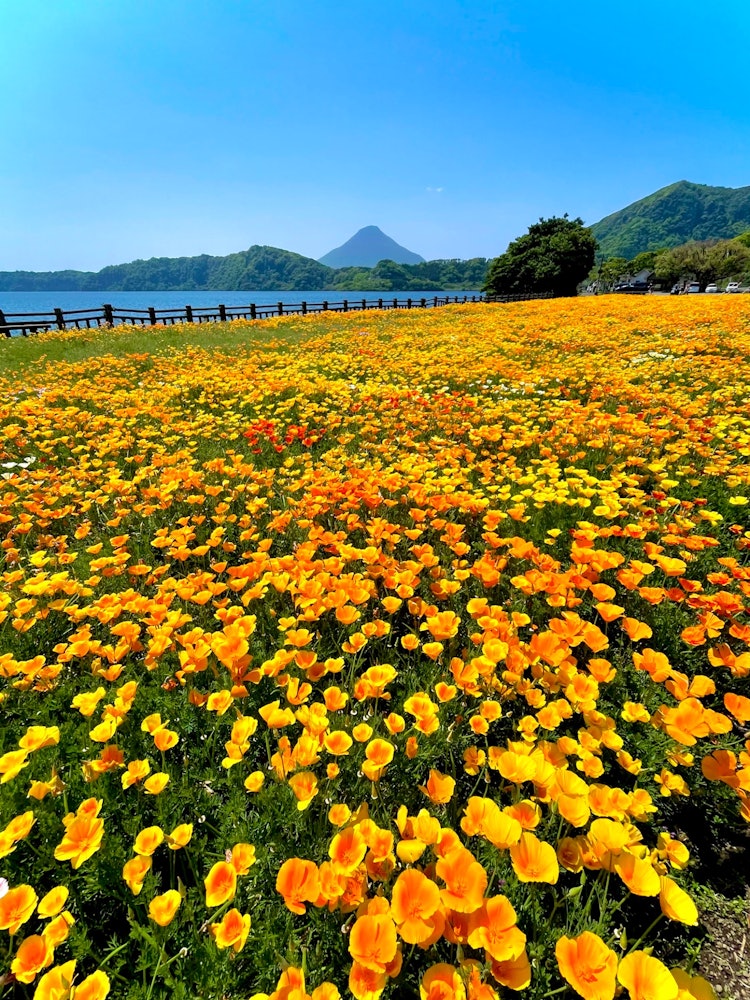 [Image1]golden poppy of Lake Ikeda (California Poppy) 🤗The flower fields on the shore of Lake Ikeda are alwa
