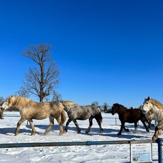 [Image2]Winter TraditionsTokachi Ranch Horse Chase MovementIt is done to eliminate lack of exercise in winte