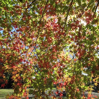 [Image2]From green to redChanging seasons