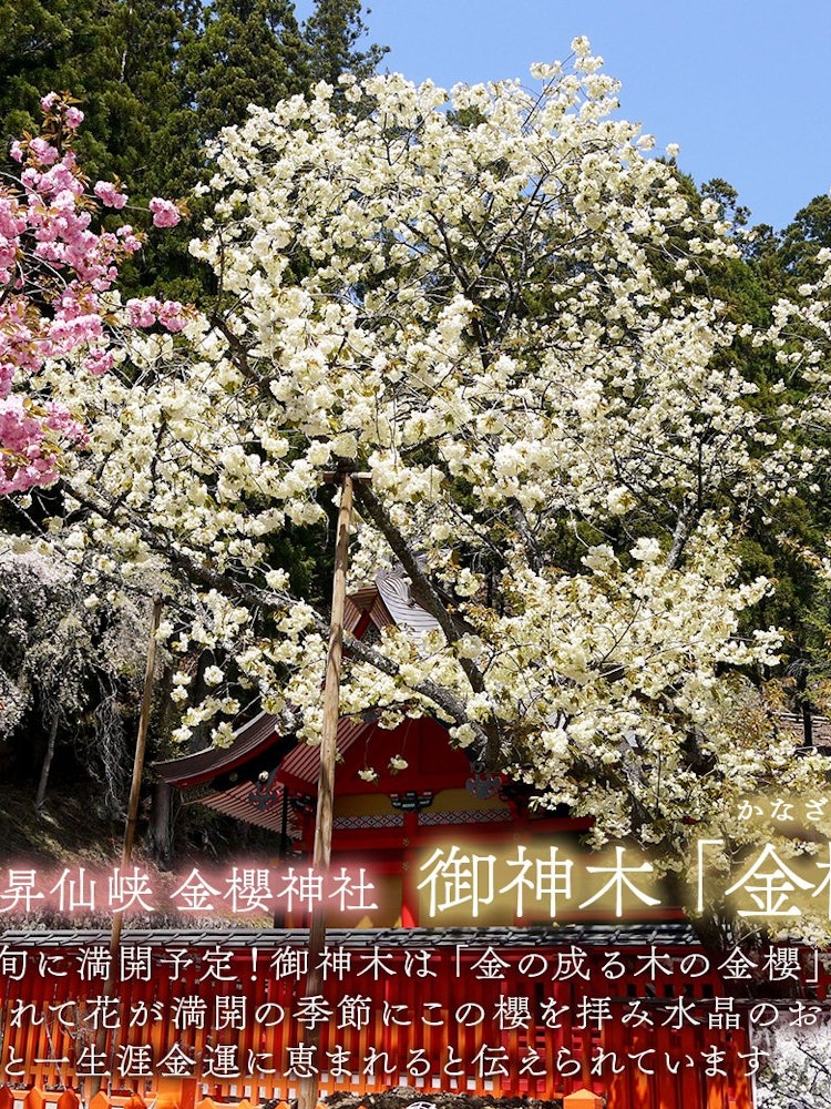 [相片1]【4月下旬】金櫻神社的神樹“金櫻”盛開，來自🌼升仙峽的當地人物“Shosen Cat” 🐱金櫻神社是一座神秘的神社，據說是一個能量點。神樹「金櫻」以「會變成金的金櫻」而聞名😳，自古以來就在民歌中傳唱據