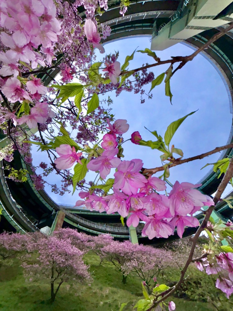 [画像1]春を迎えに伊豆を訪れた日。人工的な弧を描く河津七滝ループ橋と河津桜の美しい自然美のコントラストが素晴らしい風景でした。 そのような素敵な建造物と自然の美しさを未来に残していきたいものです。