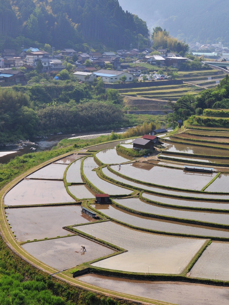 [Image1]Oyster work before rice planting on Aragi Island. Rice paddies, each of which has a small area, are 