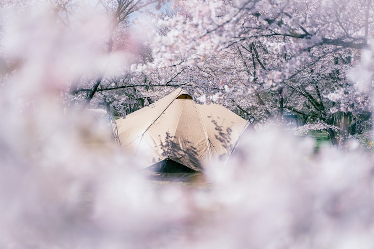 [Image1]Kamiwada Ryokuchi Campground in Toyama Prefecture. Zeku of Zain Arts is like a sea of cherry blossom