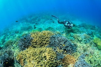 [画像2]🪸珊瑚・サンゴ🐠宜野湾の海はすごいですよ❣️市街地では珍しくサンゴが現存する貴重な場所🙆‍♀️宜野湾市大山地区に湧き出るミネラル豊富な湧水により年中、海水温(22〜23度)が保たれていることでサンゴや