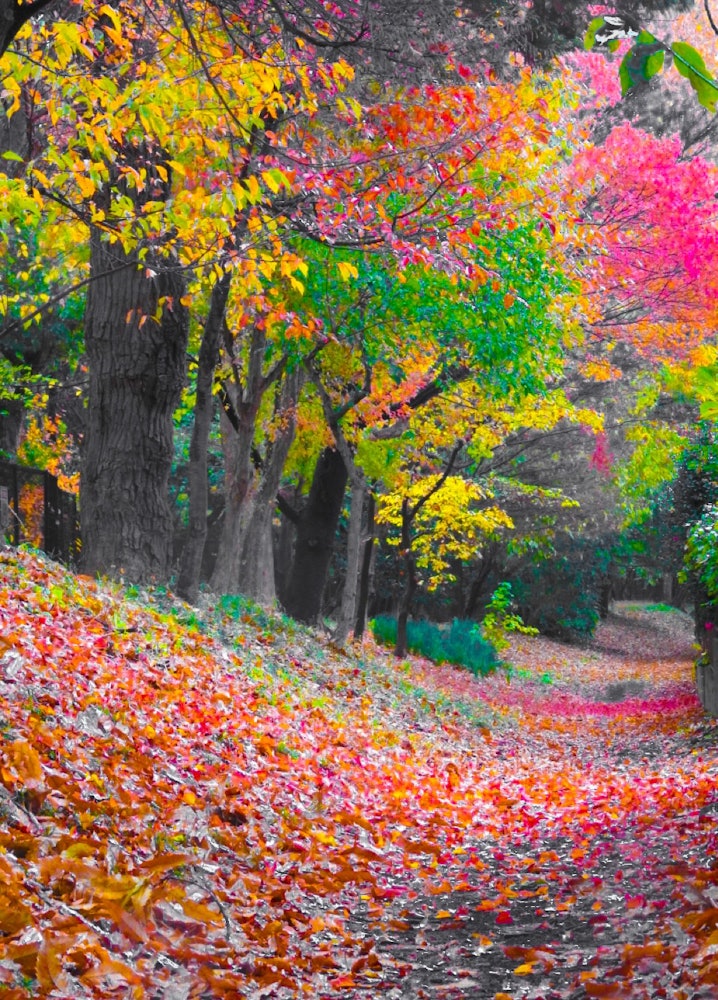 [相片1]感謝您的觀看。我有我出生和長大的地區灌木叢日子的照片。這一天是2022年11月23日，星期三清晨在溫和的氣候中，樹木的地面和秋葉非常壯觀。請像繪畫一樣欣賞神秘的世界觀。
