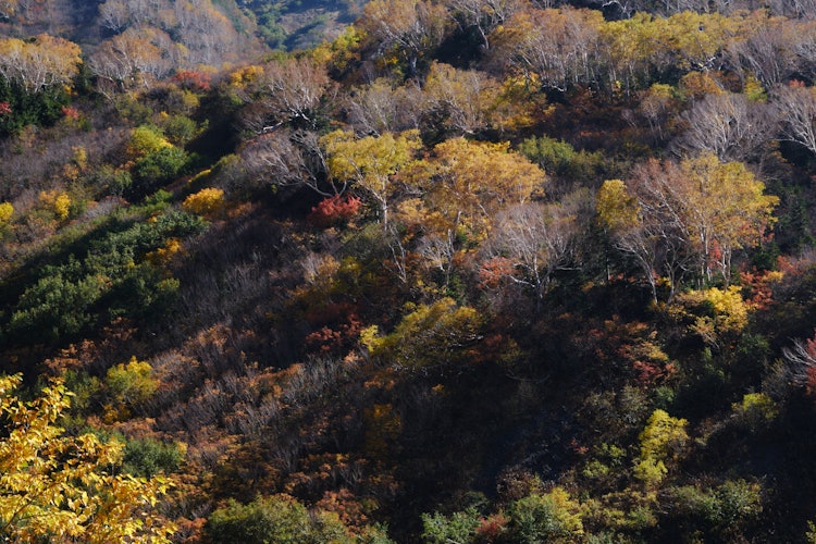 [相片1]礦山道路的紅葉，這是通往北阿爾卑斯山關倉岳的山路。 北阿爾卑斯山的紅葉很有名，但我個人認為雪倉山的顏色更美麗！ 對角線的陰影很可愛。