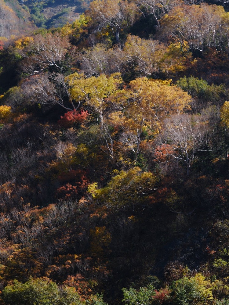 [Image1]Autumn leaves from the mine road, which is a mountain trail to Mt. Sekikuradake in the Northern Alps