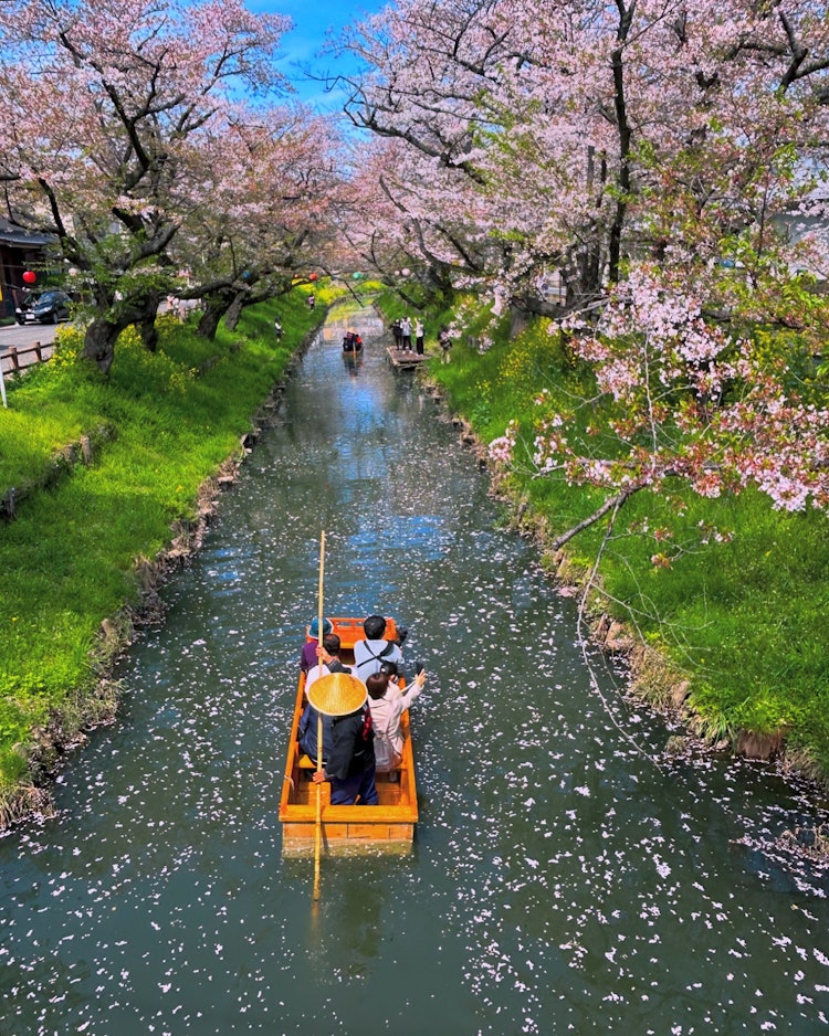 [相片1]摄于 4 年 13 月 24 日。在川越日川神社的后面，是新加西河上的樱花和乘船游览。