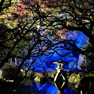 [画像1]鎌倉長谷寺の紅葉ライトアップ。長谷寺夜間特別拝観開催中で、昨日12月6日に観てきたスマホ写真です。紅葉も見頃で、ライトアップされた幻想的な空間を楽しめました。今週日曜日12月11日まで開催されているの