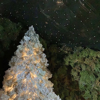 [画像1]【箱根強羅公園】クリスマスイルミネーション「森のトンネル」開催中！クリスマスに合わせて園内のイベント館でクリスマスツリーのイルミネーション「森のトンネル」を開催しています。同イベントは１２月２５日（月