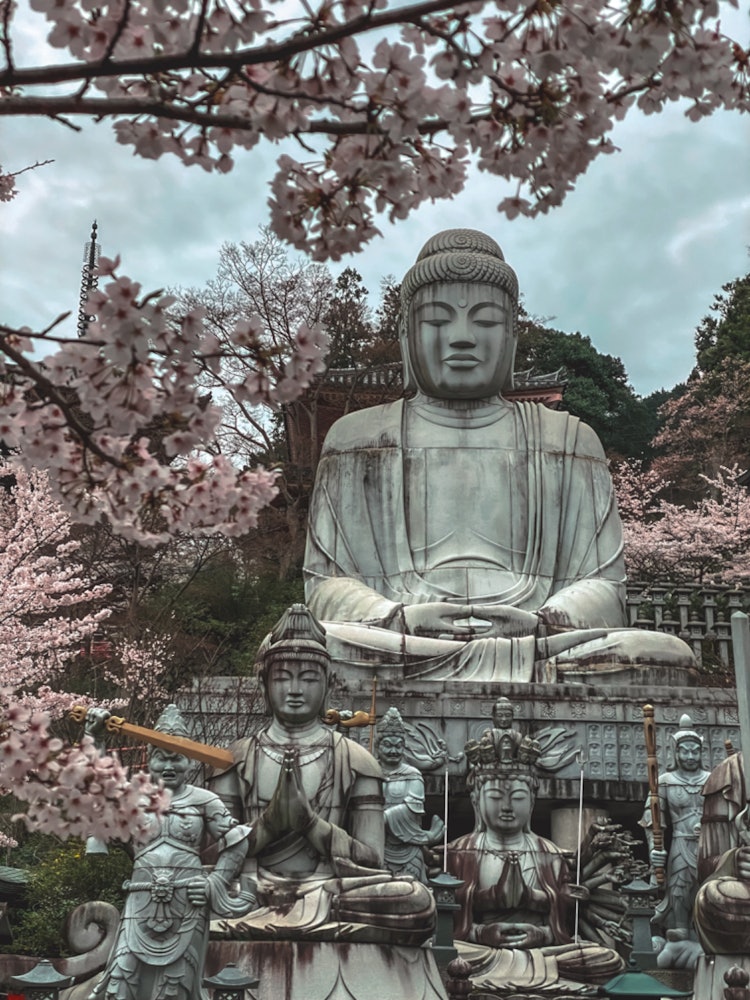 [이미지1]매년 츠오사카데라의 사진을 찍는 방법에 대한 흥분이 멈추지 않습니다.나라 다카토리쵸 쓰보사카데라(有口坂寺)4월 2024