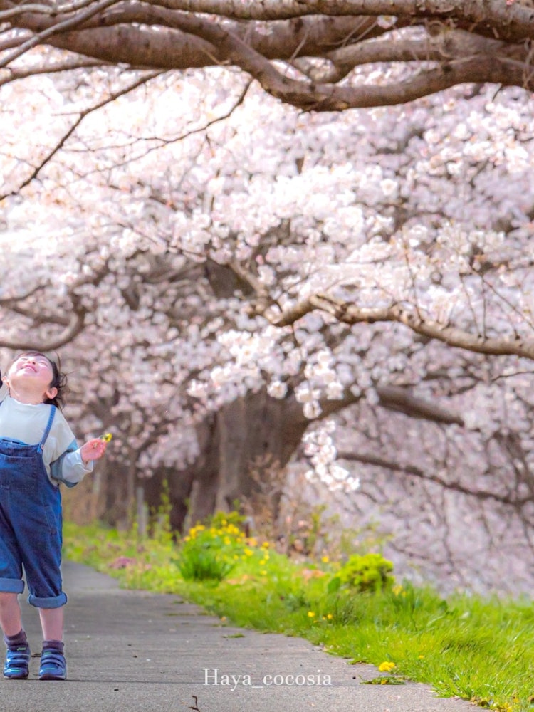[이미지1]이시카와현 가가시 다이쇼지가와 강변의 벚꽃길이 펼쳐져 있습니다노란 모래 춤의 한가운데서, 그것은 쾌활했고, 아이들은 민들레를 손에 들고 산책을 즐겼습니다.몇 년 동안 벚꽃에 도달 