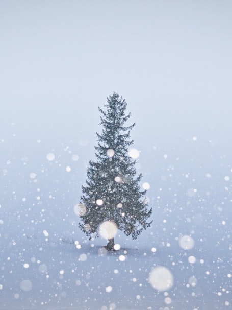 [画像1]北海道美瑛町にあるクリスマスツリーの木、全国的に有名木でもある木ですが、四季をとおして人気があり、雪の降るこの日その名の通り、多くの観光客に囲まれて、クリスマスの雰囲気演出してくれてました📸😊