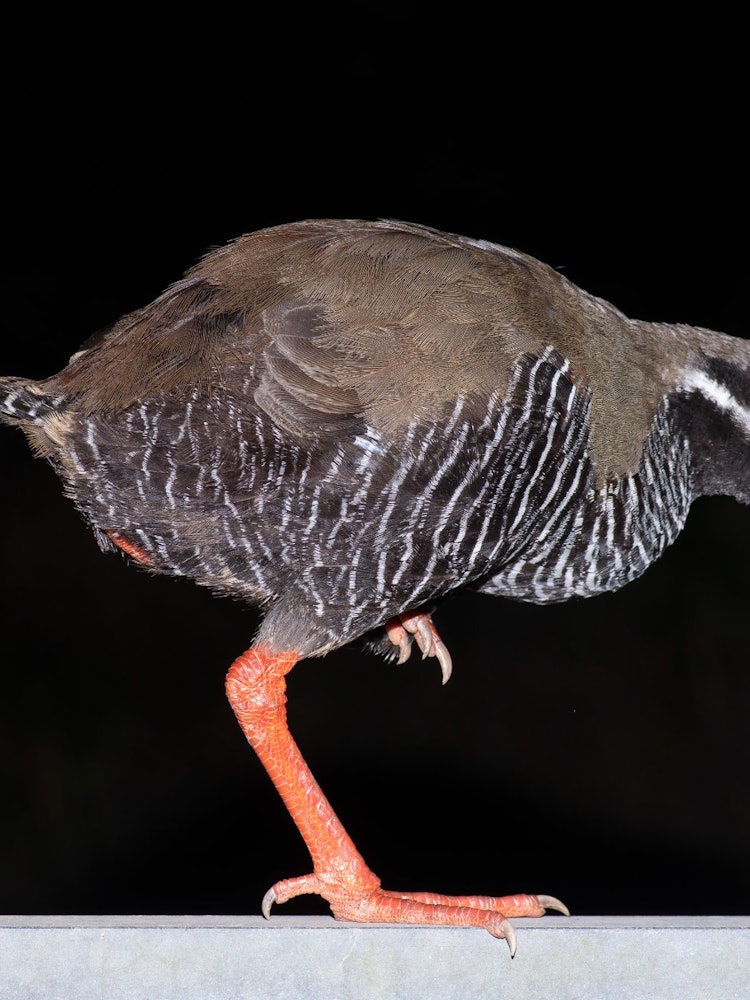 [Image1]Okinawa is home to many rare animals and plants.One of them is a bird called Okinawa rail.Instead of