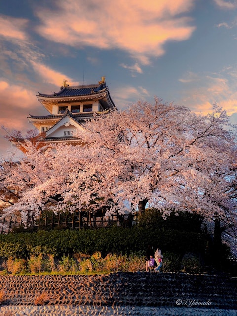 [画像1]一夜城の春春は桜でより一層美しい一夜城。岐阜県大垣市　墨俣城（一夜城）
