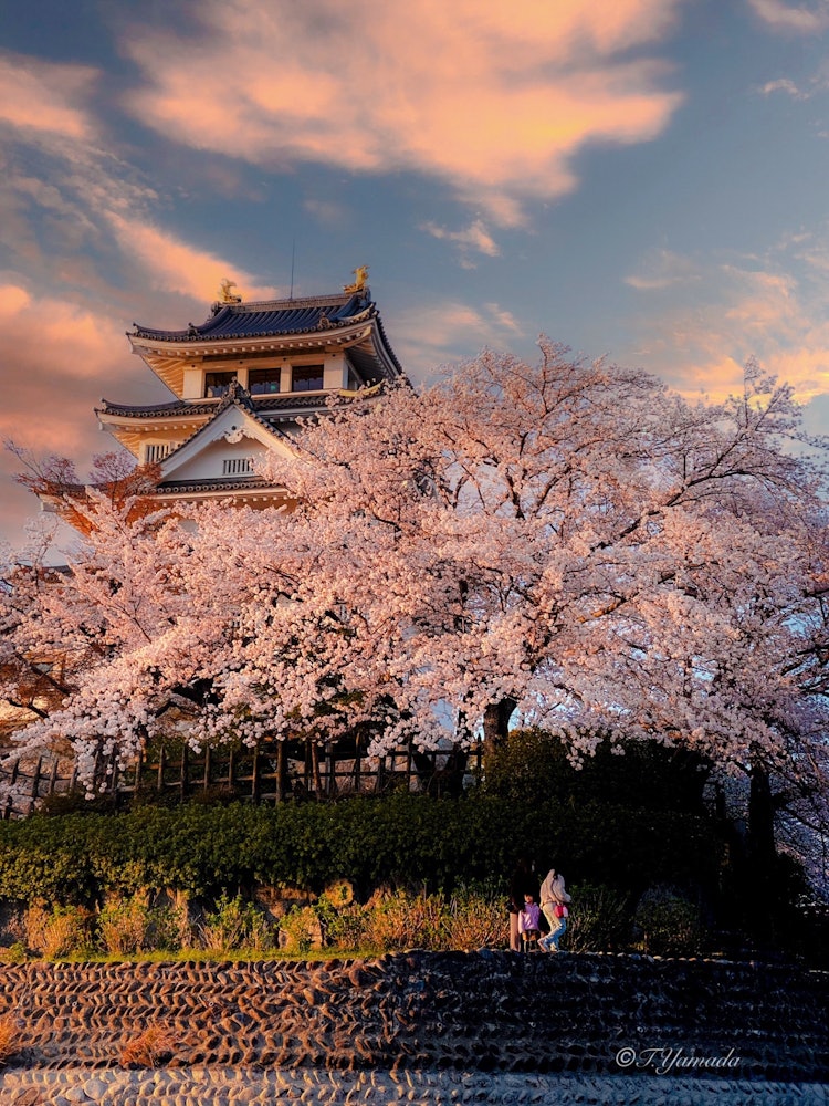 [Image1]Spring in the castle overnightIn spring, the castle is even more beautiful with cherry blossoms.Ogak