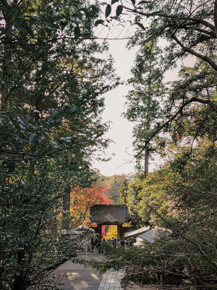 [이미지1]기타가마쿠라에 있는 엔가쿠지 사원의 산문을 통해 보이는 노란 단풍과 단풍의 대조.