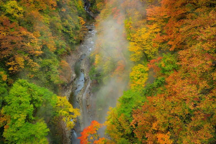 [相片1]這是秋田縣湯澤市弘安京的紅葉景色。這是多年來美瀨川兩岸深度侵蝕形成的峽谷。 當你走下岩石的樓梯時，有一條長廊，在長廊的盡頭有一個“大噴口”，那裡的熱水和98°C的蒸汽猛烈湧出。春天的新鮮綠色，秋天的紅