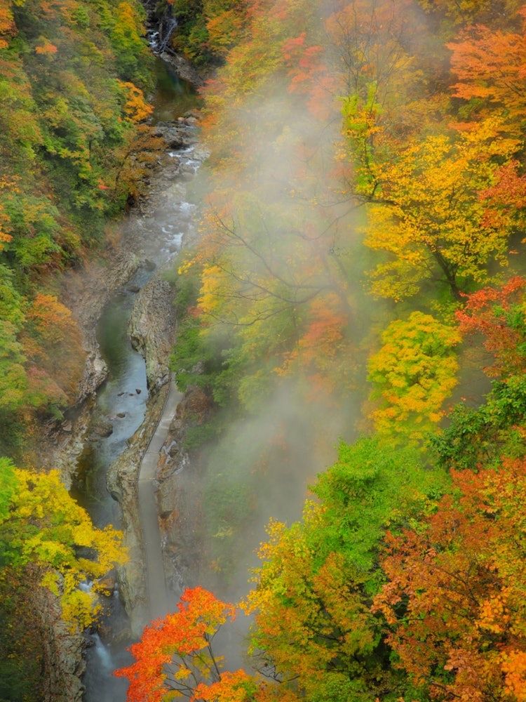 [相片1]這是秋田縣湯澤市弘安京的紅葉景色。這是多年來美瀨川兩岸深度侵蝕形成的峽谷。 當你走下岩石的樓梯時，有一條長廊，在長廊的盡頭有一個“大噴口”，那裡的熱水和98°C的蒸汽猛烈湧出。春天的新鮮綠色，秋天的紅