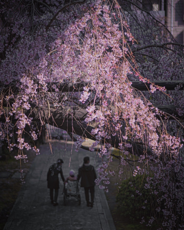 [이미지1]히로시마시 보몬지 사원(히로시마의 추천 벚꽃 명소)#보문지 사원 👈 보몬지의 스냅으로 올리고 싶었는데, 올리고 싶은 사진은 우선순위를 정하느라 내놓는 것을 잊📸은 사진이다선셋 스팟