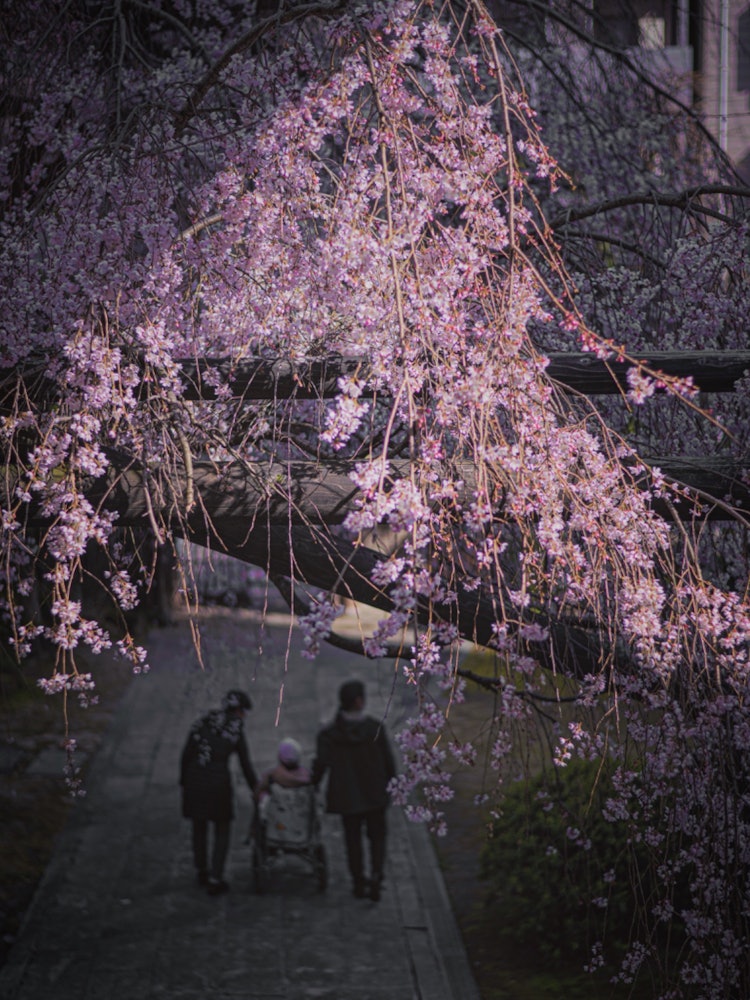 [이미지1]히로시마시 보몬지 사원(히로시마의 추천 벚꽃 명소)#보문지 사원 👈 보몬지의 스냅으로 올리고 싶었는데, 올리고 싶은 사진은 우선순위를 정하느라 내놓는 것을 잊📸은 사진이다선셋 스팟