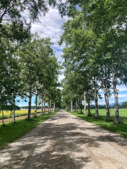 [相片1]【白桦大道】♪ 它比我五月份访问时更环保。您可以从桦树中看到向日葵，感受夏天！绵延约1.3公里的绿树成荫的道路非常♬美丽。