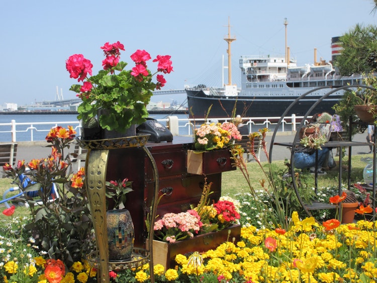 [画像1]港町横浜では、毎年春になると、ガーデンネックレス横浜が開催されます。色とりどりの草花がネックレスのように街を飾りますが、ここ山下公園では、市内の造園業者による「花壇展」が開かれています。この花壇をはじ
