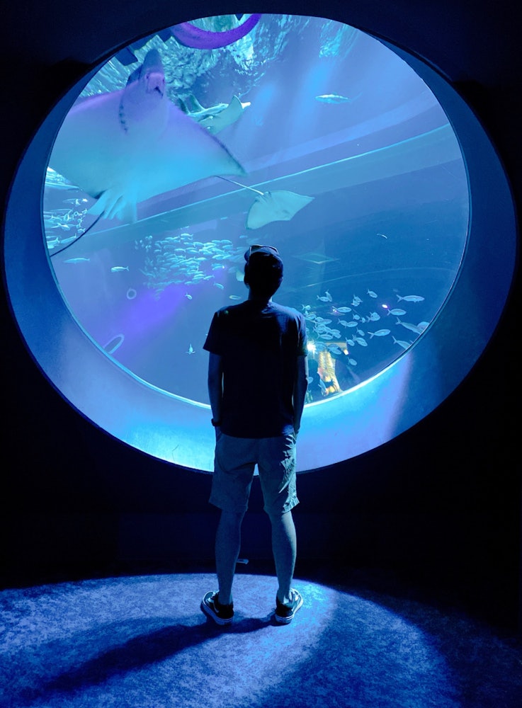[相片1]這是沖繩縣的新設施，DMM嘉裡吉水族館。您可以從圓形視窗看到魚。攝影器材 蘋果手機燈房編輯軟體